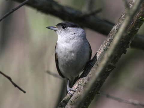 penica iernohlav
 (Sylvia atricapilla
)
