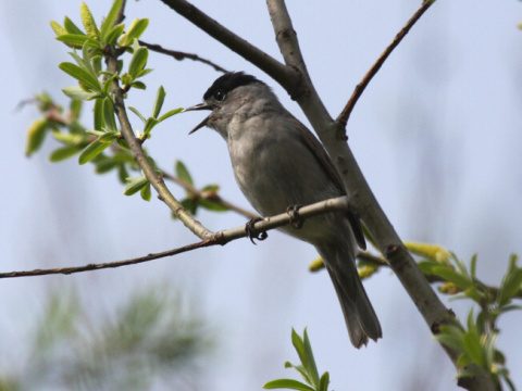 penica iernohlav
 (Sylvia atricapilla
)