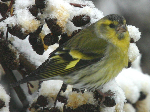 stehlk av / stehlk ik 
 (Carduelis spinus
)