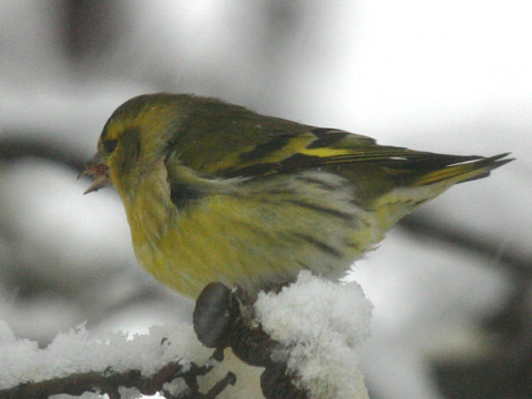 stehlk av / stehlk ik 
 (Carduelis spinus
)