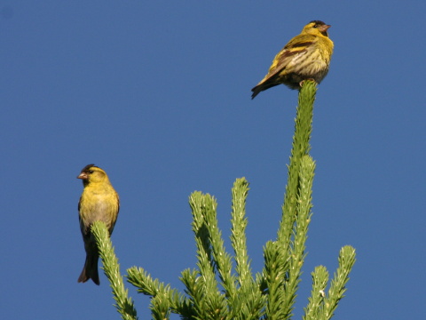 stehlk av / stehlk ik 
 (Carduelis spinus
)