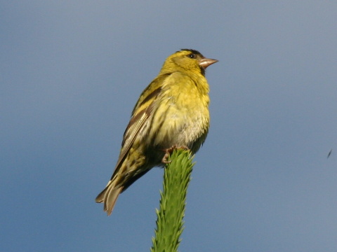 stehlk av / stehlk ik 
 (Carduelis spinus
)