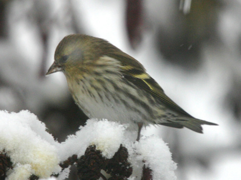 stehlk av / stehlk ik 
 (Carduelis spinus
)