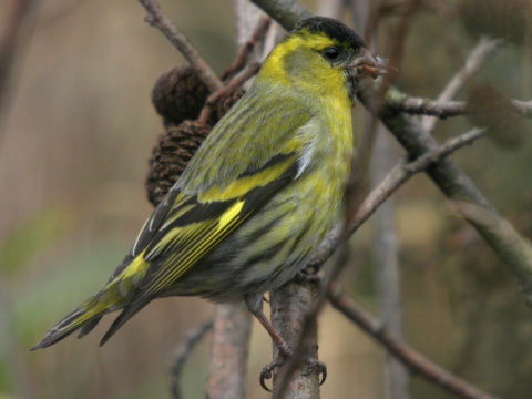 stehlk av / stehlk ik 
 (Carduelis spinus
)