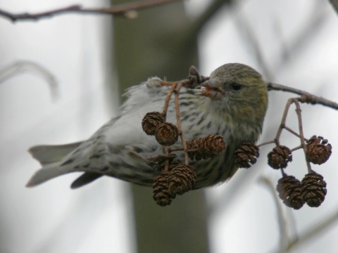 stehlk av / stehlk ik 
 (Carduelis spinus
)