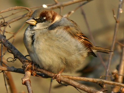 vrabec domov
 (Passer domesticus
)