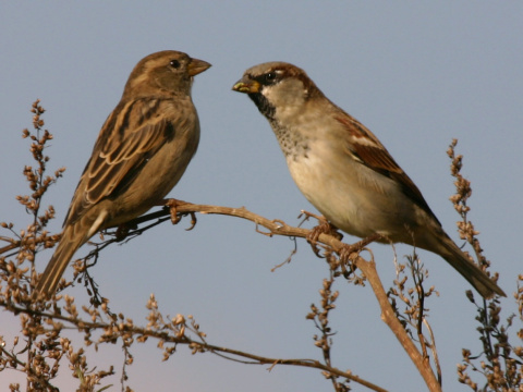 vrabec domov
 (Passer domesticus
)