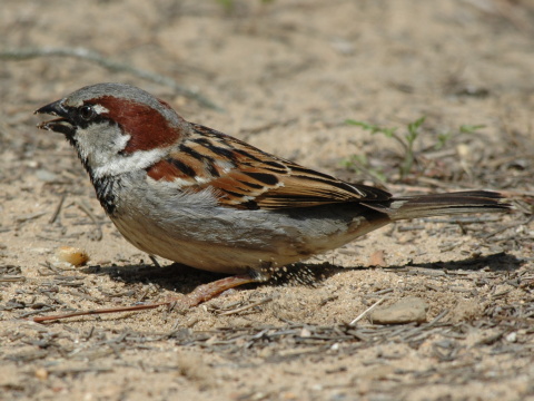 vrabec domov
 (Passer domesticus
)