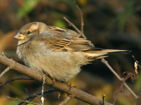 vrabec domov
 (Passer domesticus
)