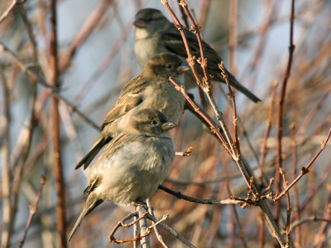 vrabec domov
 (Passer domesticus
)