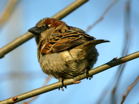 vrabec domov
 (Passer domesticus
)