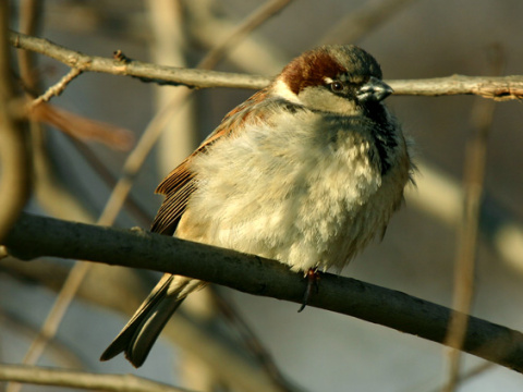 vrabec domov
 (Passer domesticus
)