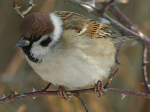 vrabec pon
 (Passer montanus
)