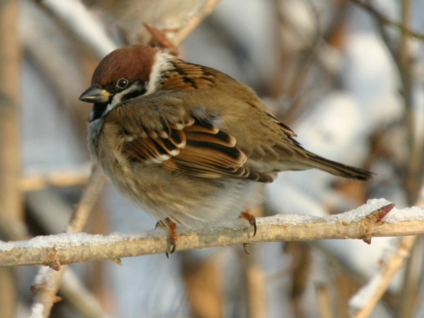 vrabec pon
 (Passer montanus
)