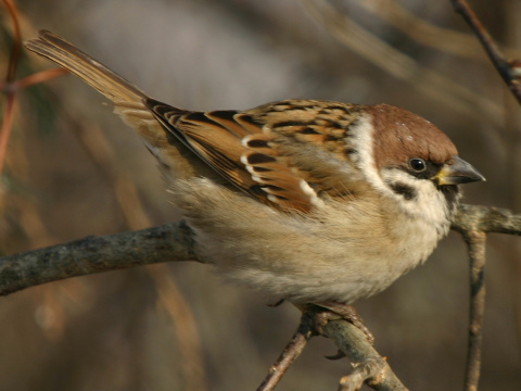 vrabec pon
 (Passer montanus
)