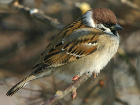 vrabec pon
 (Passer montanus
)