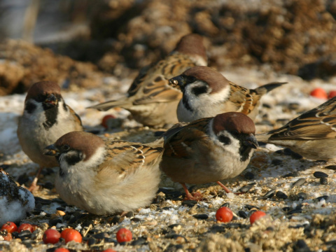 vrabec pon
 (Passer montanus
)