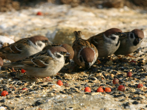vrabec pon
 (Passer montanus
)