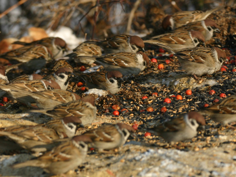 vrabec pon
 (Passer montanus
)