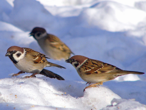 vrabec pon
 (Passer montanus
)