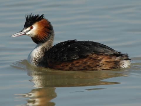 potpka chochlat
 (Podiceps cristatus
)
