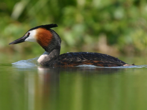 potpka chochlat
 (Podiceps cristatus
)