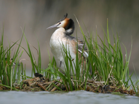potpka chochlat
 (Podiceps cristatus
)