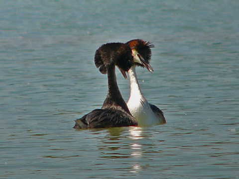 potpka chochlat
 (Podiceps cristatus
)