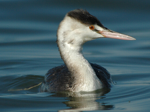 potpka chochlat
 (Podiceps cristatus
)