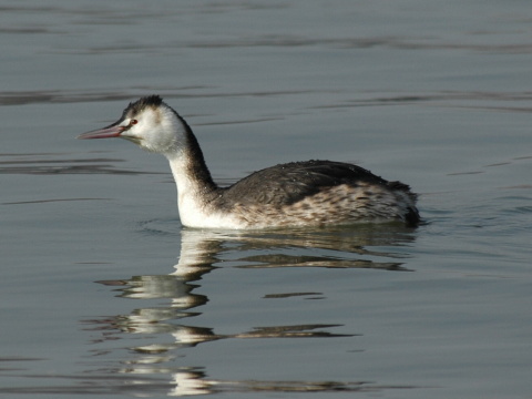 potpka chochlat
 (Podiceps cristatus
)