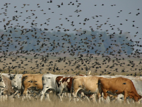 korec leskl / korec obyajn
 (Sturnus vulgaris
)
