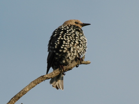 korec leskl / korec obyajn
 (Sturnus vulgaris
)
