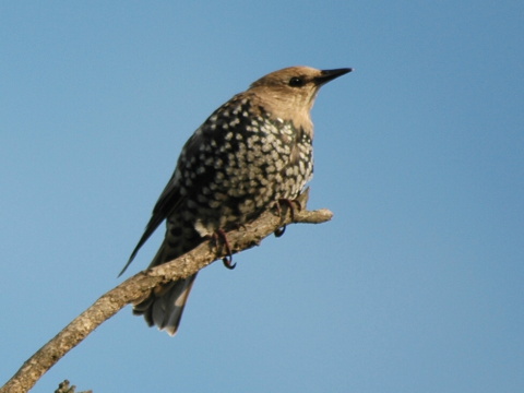 korec leskl / korec obyajn
 (Sturnus vulgaris
)