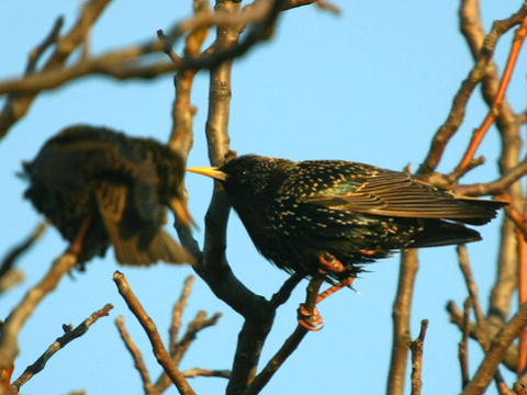 korec leskl / korec obyajn
 (Sturnus vulgaris
)