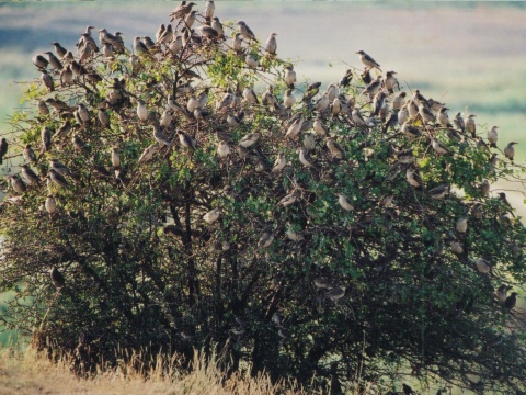 korec ruov / pastier ruov
 (Sturnus roseus
)