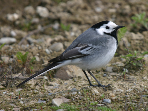 trasochvost biely
 (Motacilla alba
)