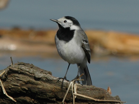 trasochvost biely
 (Motacilla alba
)