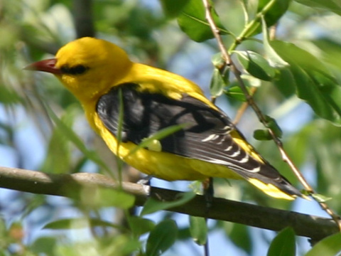 vlha hjov / vlha obyajn
 (Oriolus oriolus
)