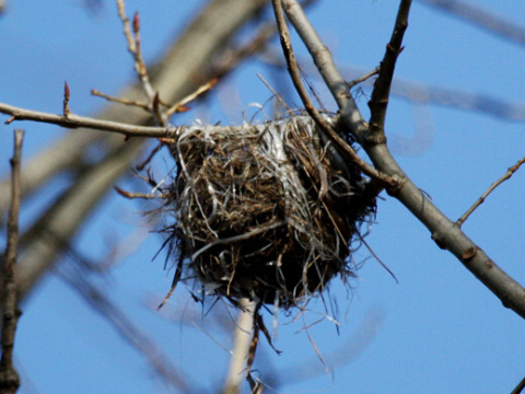 vlha hjov / vlha obyajn
 (Oriolus oriolus
)