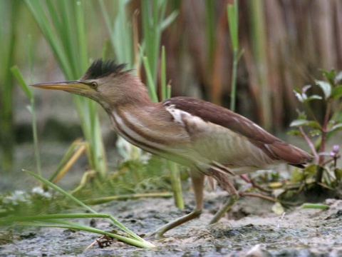 buiaik moiarny
 (Ixobrychus minutus
)