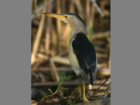 buiaik moiarny
 (Ixobrychus minutus
)