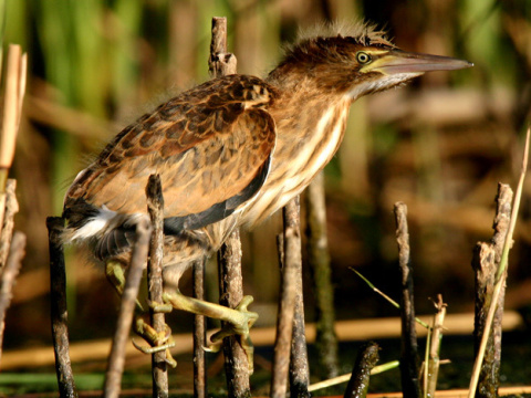 buiaik moiarny
 (Ixobrychus minutus
)