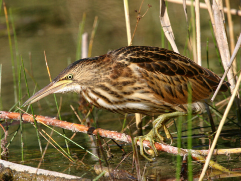buiaik moiarny
 (Ixobrychus minutus
)