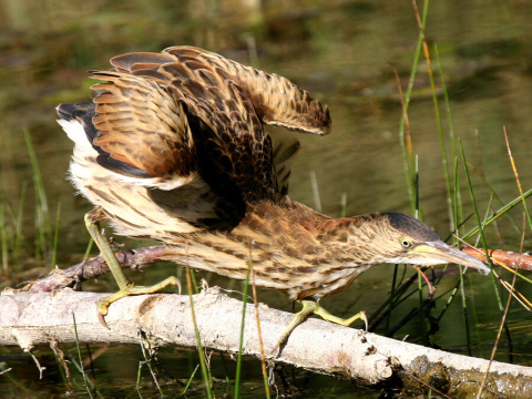 buiaik moiarny
 (Ixobrychus minutus
)