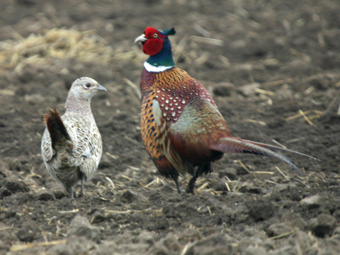 ba�ant po�n� / ba�ant oby�ajn�
 (Phasianus colchicus
)