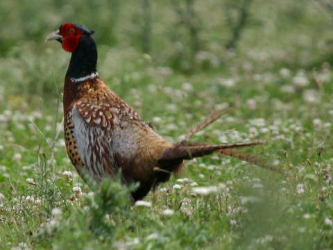 ba�ant po�n� / ba�ant oby�ajn�
 (Phasianus colchicus
)