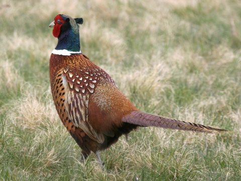 ba�ant po�n� / ba�ant oby�ajn�
 (Phasianus colchicus
)