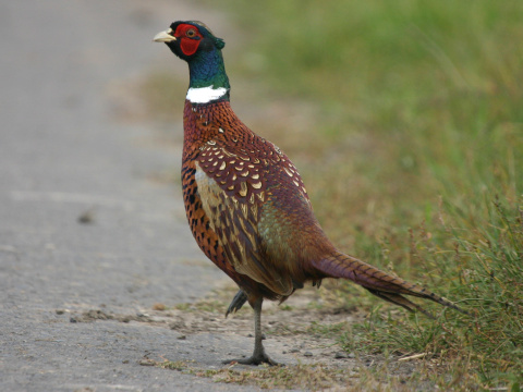 ba�ant po�n� / ba�ant oby�ajn�
 (Phasianus colchicus
)