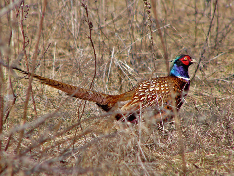 ba�ant po�n� / ba�ant oby�ajn�
 (Phasianus colchicus
)