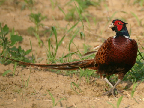 ba�ant po�n� / ba�ant oby�ajn�
 (Phasianus colchicus
)